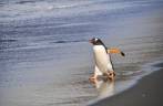 Um pinguim gentoo na praia de Gold Harbour, na Geórgia do Sul (foto de Susan Pairaudeau)